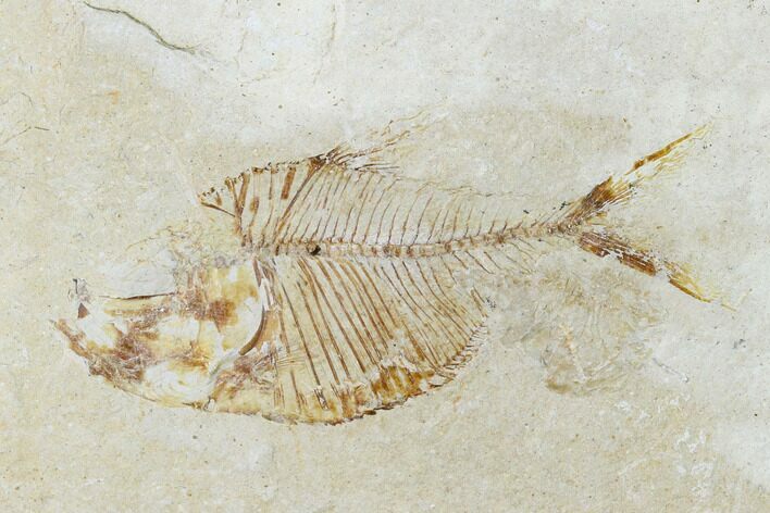 2.3" Fossil Fish (Diplomystus Birdi) & Shrimp - Hjoula, Lebanon